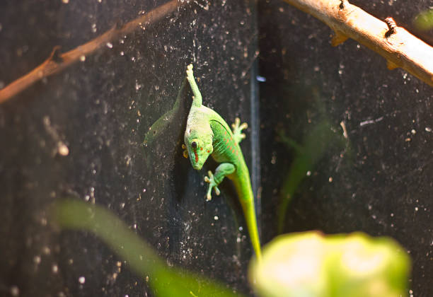 istock Madagascar Day Gecko 1394039524