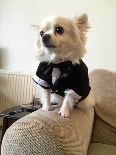 istock Chihuahua dog wedding ready 1394040166