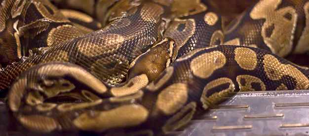 The Mochino Reticulated Python is a stunning snake with a unique genetic mutation that results in its distinctive coloration.