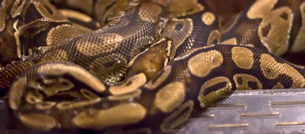 Ball Python coiled up into a ball.