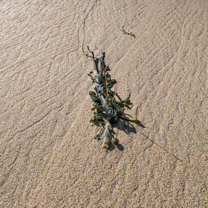 a piece of algae washed up from the sea lies on the fine, wet sand. on the Brittany coast near Crozon, Morgat and Camaret-sur-Mer, Brittany, France