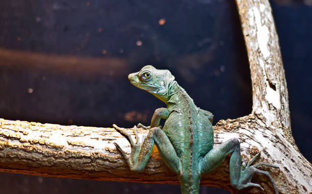 istock Plumed basilik, green basilisk 1394040344