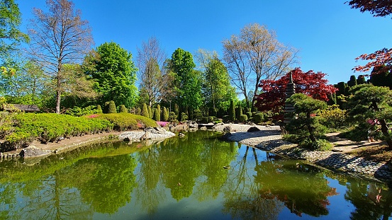 Beautiful autumn color leaf of Inokashira Park with its reflection on the lake. Some migratory birds, including ducks, can be observed. \nInogashira Park is a public park bordering Kichijoji City and Musashino City of Tokyo Prefecture.