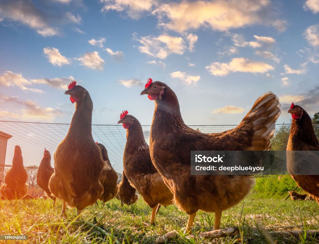 Free range chickens peck in the grass looking for food on a sunny day Chicken - Bird Stock Photo