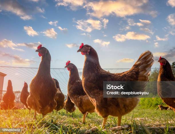 Free Range Chickens Peck In The Grass Looking For Food On A Sunny Day Stock Photo - Download Image Now