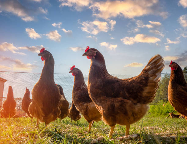 free range chickens peck in the grass looking for food on a sunny day - chicken animal farm field imagens e fotografias de stock