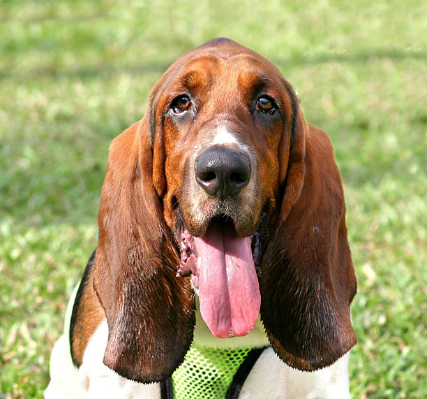 istock Basset Hound 139404052