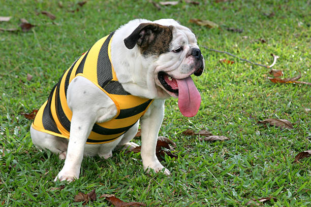 Hot and tired bulldog.