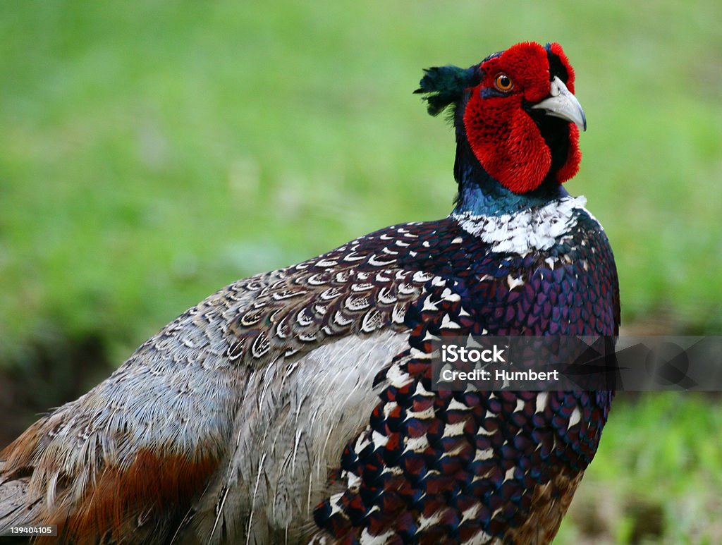 Faisan - Photo de Faisan - Gibier à plume libre de droits