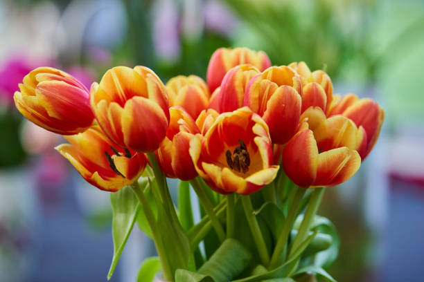 istock Various tulips in the park 1394041251