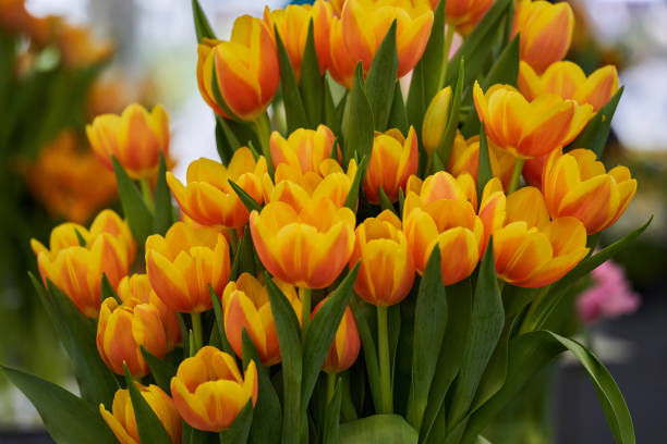 istock Various tulips in the park 1394041258