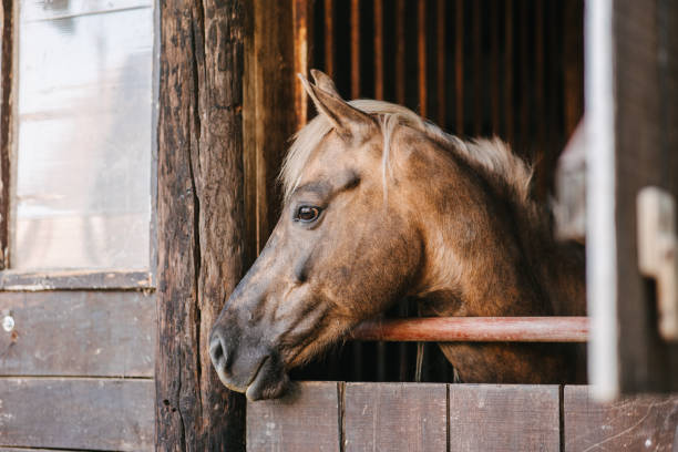 istock A chestnut horse in a stable 1394041360