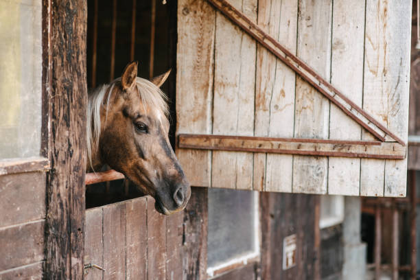 istock A chestnut horse in a stable 1394041367