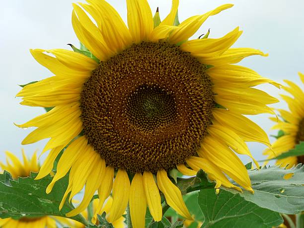 Sunflower 1 stock photo