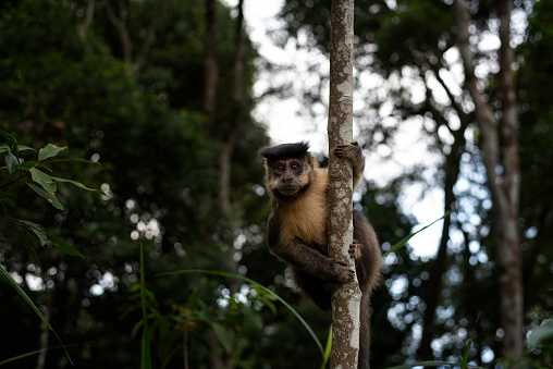 Tufted capuchin monkey (Sapajus apella), aka macaco-prego in Brazil.