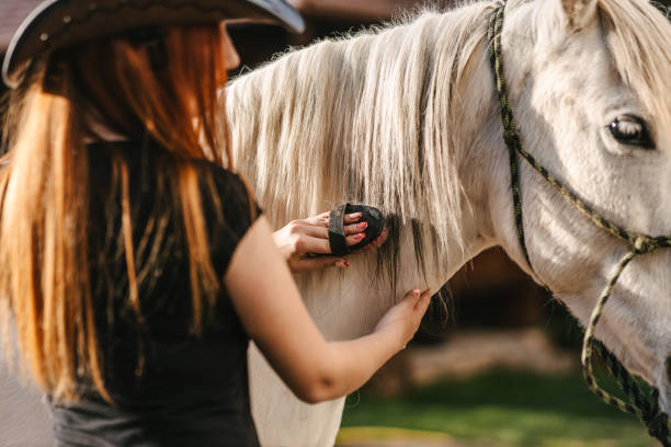 istock Woman grooming a white horse 1394041729