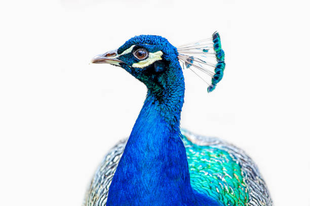 공작의 초상화. 공작 - 흰색 배경에 고립 된 공작새. - close up peacock animal head bird 뉴스 사진 이미지