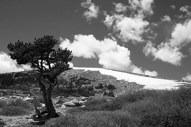 Monte evans treeline - foto de stock