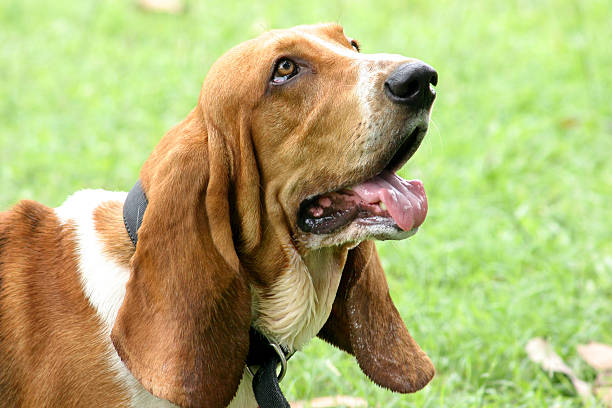 istock Basset Hound 139404296