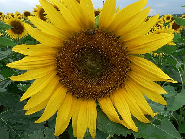 Sunflower and Bee in Field 1 stock photo