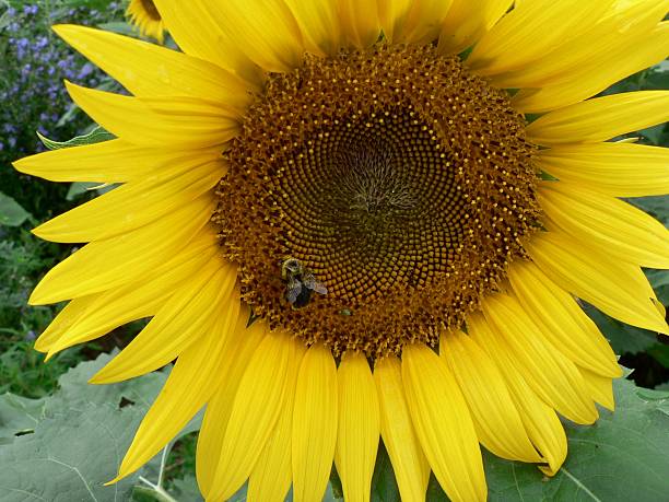 Sunflower and Bee 3 stock photo