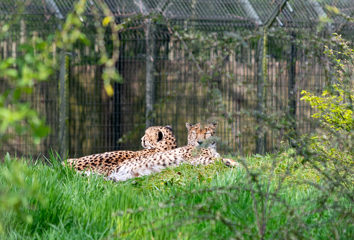 pair of cheetahs relaxing in the sun at chester zoo