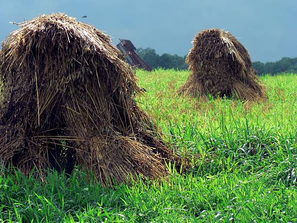 Haystacks 4 stock photo