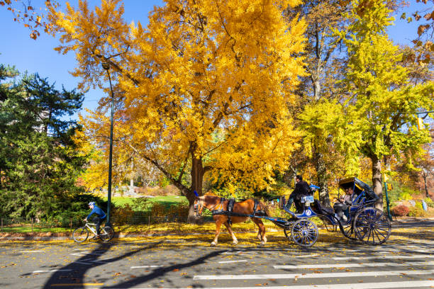 Manhattan, New York, USA - November 10, 2020: Popular tourist attraction in New York city is riding in a horse drawn carriage in Central Park. A couple enjoy a romantic carriage ride on a beautiful autumn day