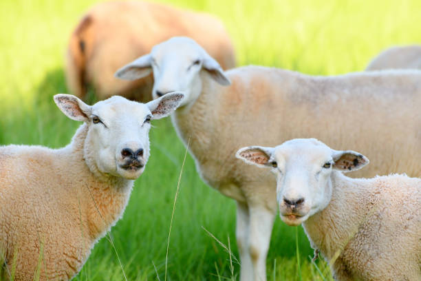 Flock of sheep in the pasture of a farm looking ahead stock photo