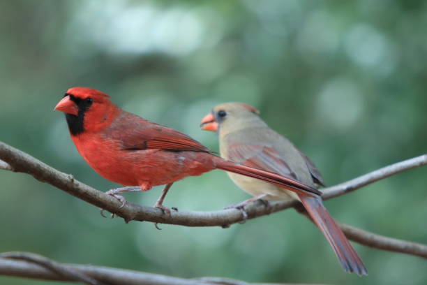 istock Northern Cardinal 1394044793
