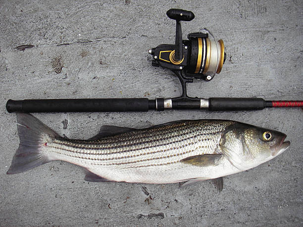 Chesapeake Bay Striper Photo of 25" Striped Bass caught off of Point Lookout in the Chesapeake Bay in Maryland. sebastinae photos stock pictures, royalty-free photos & images