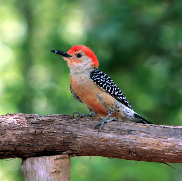 Red-bellied Woodpecker on branch