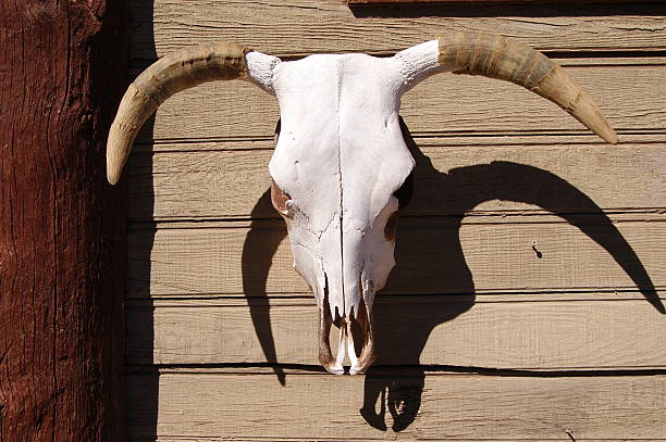 istock Cow Skull mounted on Wood 139404497