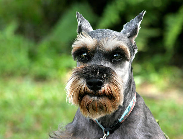 istock Miniature Schnauzer 139404542