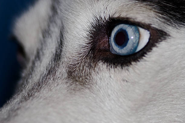 Husky Eye stock photo