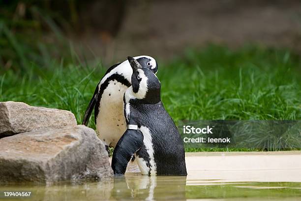 Penguins Küssen Stockfoto und mehr Bilder von Fels - Fels, Fotografie, Horizontal