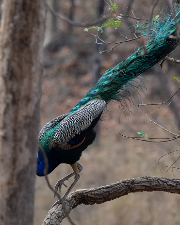 Peacock sitting on a branch of a tree at Satpura Tiger Reserve, Madhya Pradesh, India