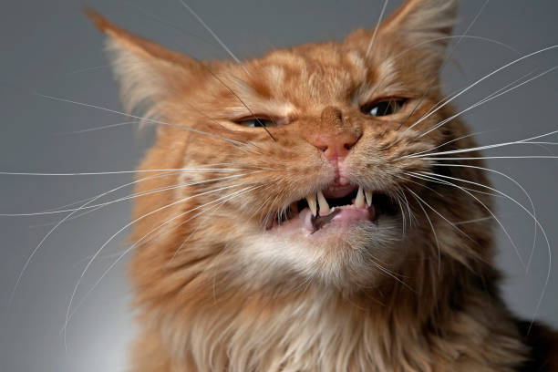 Red cat Maine Kun angry -  portrait closeup