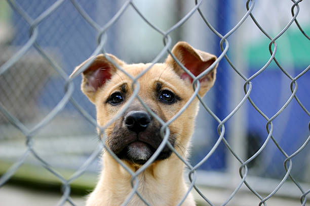 istock A sad puppy looking through a fence 139404631
