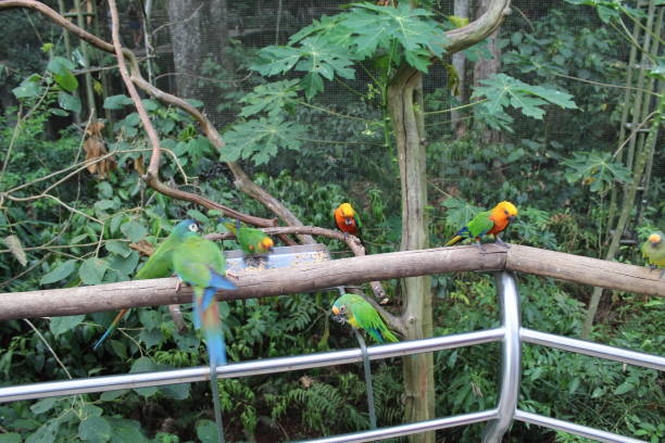 istock Coloured birds 1394046362