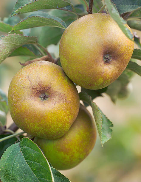 istock Apples on a tree - ashmead's kernel variety 139404655
