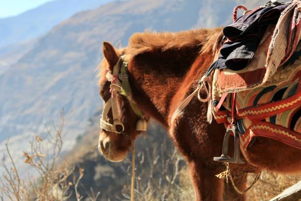 istock Horse-trekking in China 1394046943