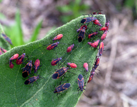 Eastern Boxelder Bugs(Leptocoris trivittatus) making a colony on a Common Mullein plant.  Nymphs are red adding black as they mature. Photographed in Kent County, MI