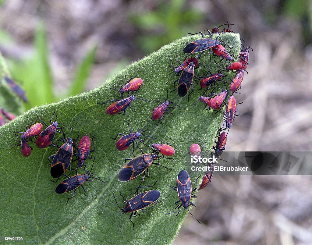 Eastern Boxelder Bug Colony Eastern Boxelder Bugs(Leptocoris trivittatus) making a colony on a Common Mullein plant.  Nymphs are red adding black as they mature. Photographed in Kent County, MI Box Elder Stock Photo