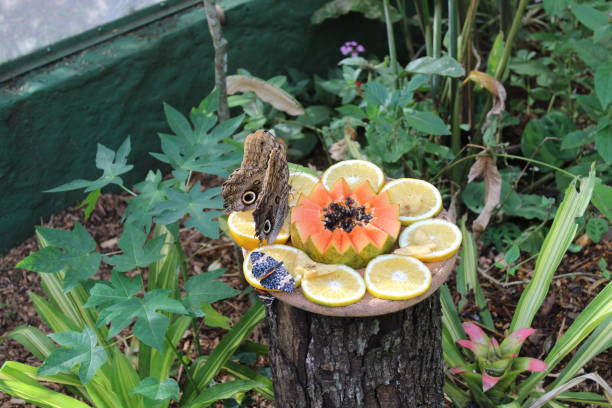 Image of a beautiful butterfly eating lemons and pasion fruit