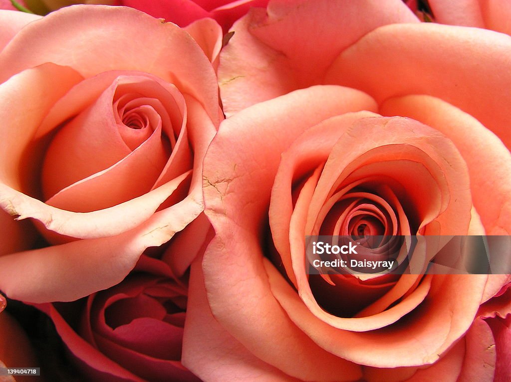 couple de corail et roses - Photo de Beauté de la nature libre de droits