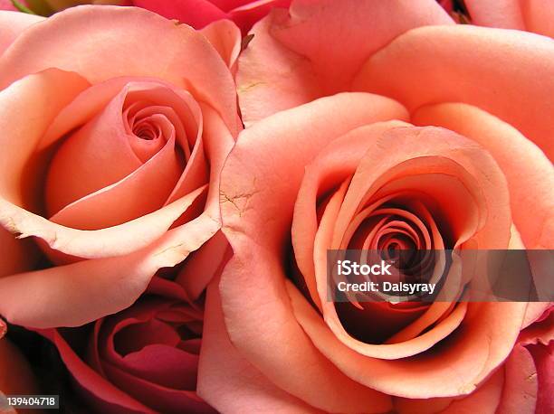 Casal De Coral Rosas - Fotografias de stock e mais imagens de Arranjo de flores - Arranjo de flores, Beleza natural, Calor