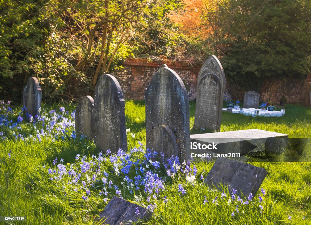 View of old English graveyard with blue flowers blooming by tombstone Cemetery Stock Photo
