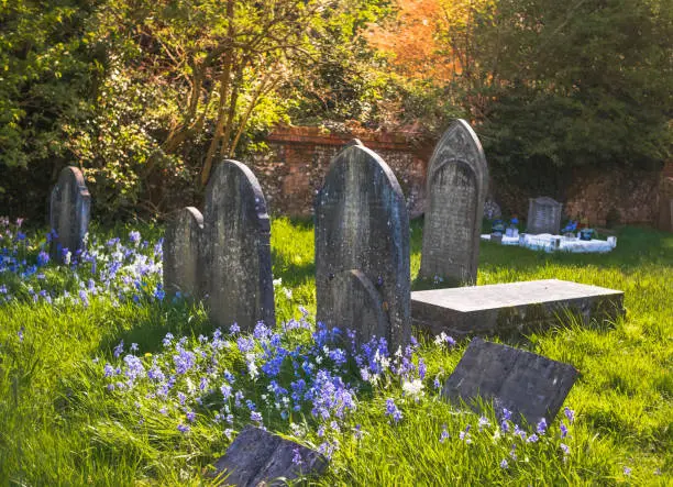 Photo of View of old English graveyard with blue flowers blooming by tombstone