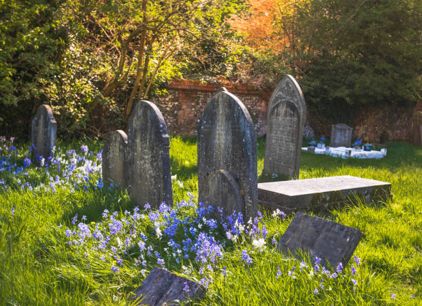 widok na stary angielski cmentarz z niebieskimi kwiatami kwitnącymi na nagrobku - cemetery zdjęcia i obrazy z banku zdjęć